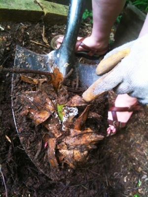 20120615-204209.jpg